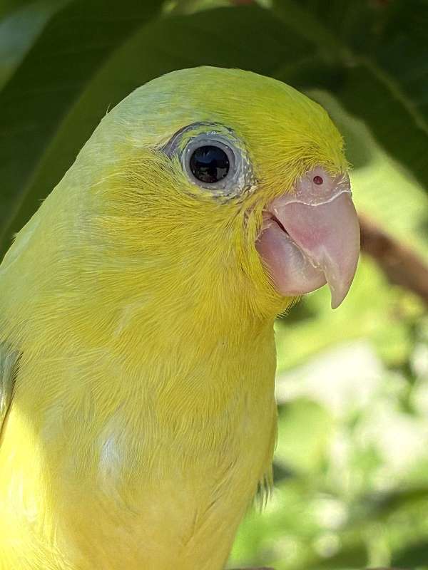 parrotlet-for-sale