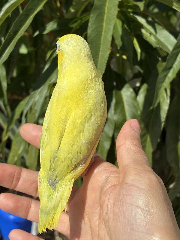 blue-parrotlet-for-sale