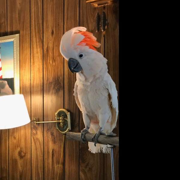moluccan-cockatoo-for-sale-in-simpsonville-sc