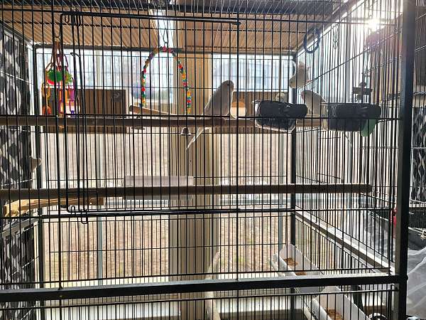 bonded-pair-handfed-parakeet-for-sale