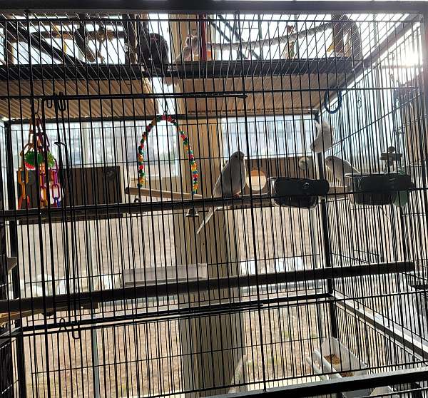 bonded-pair-handfed-bird-for-sale-in-franklin-nc