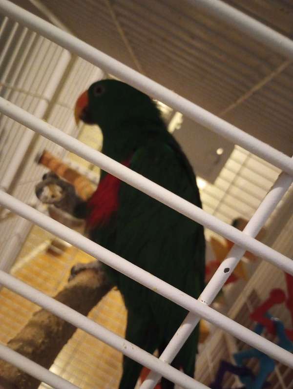 eclectus-parrots-for-sale-in-starr-sc