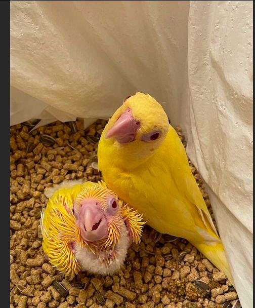 lutino-yellow-handfed-rare-bird-for-sale