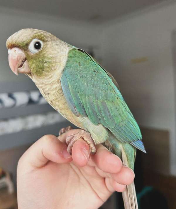 conure-for-sale-in-flushing-ny