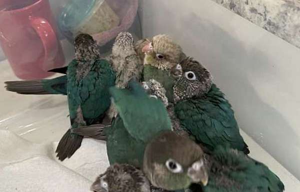 conure-green-cheek-conure-for-sale-in-flushing-ny