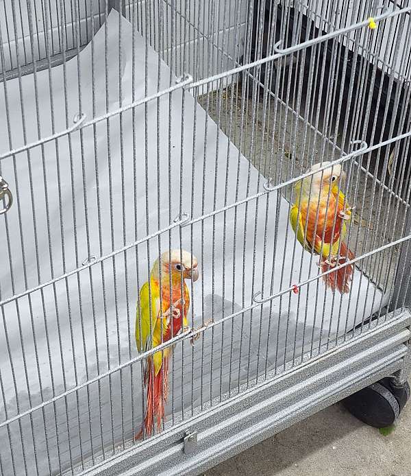 green-cheek-conure-for-sale-in-salem-or