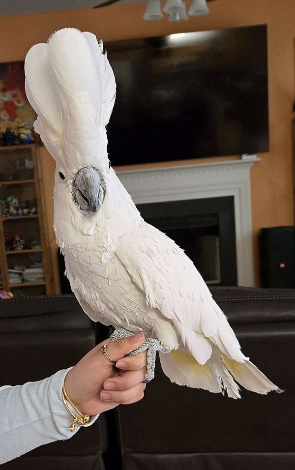 cockatoo-for-sale