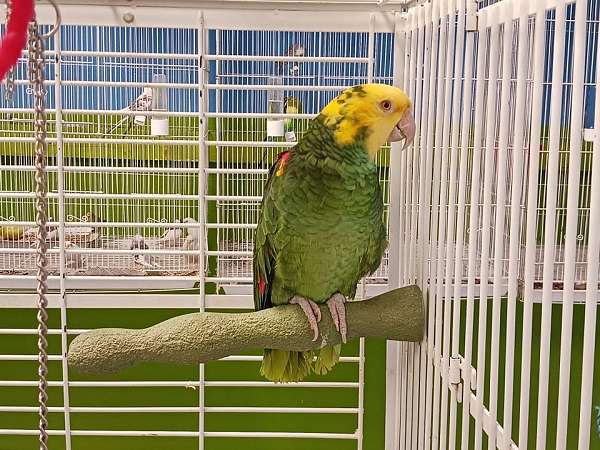 yellow-crown-amazon-parrot-for-sale-in-spring-hill-fl