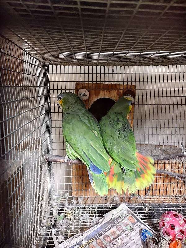 orange-winged-amazon-parrot-for-sale-in-altoona-pa