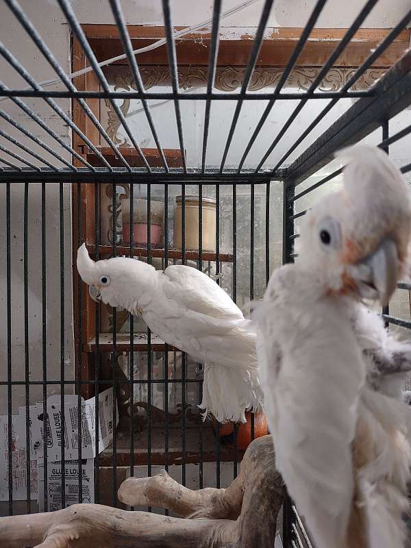 goffin-cockatoo-for-sale-in-altoona-pa