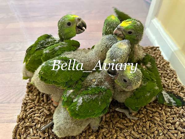 conure-for-sale-in-macungie-pa
