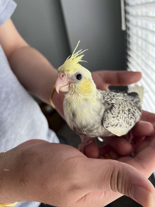 yellow-bird-for-sale-in-queens-ny