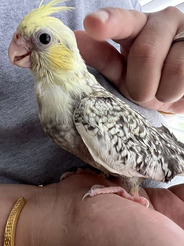 cute-bird-for-sale-in-queens-ny