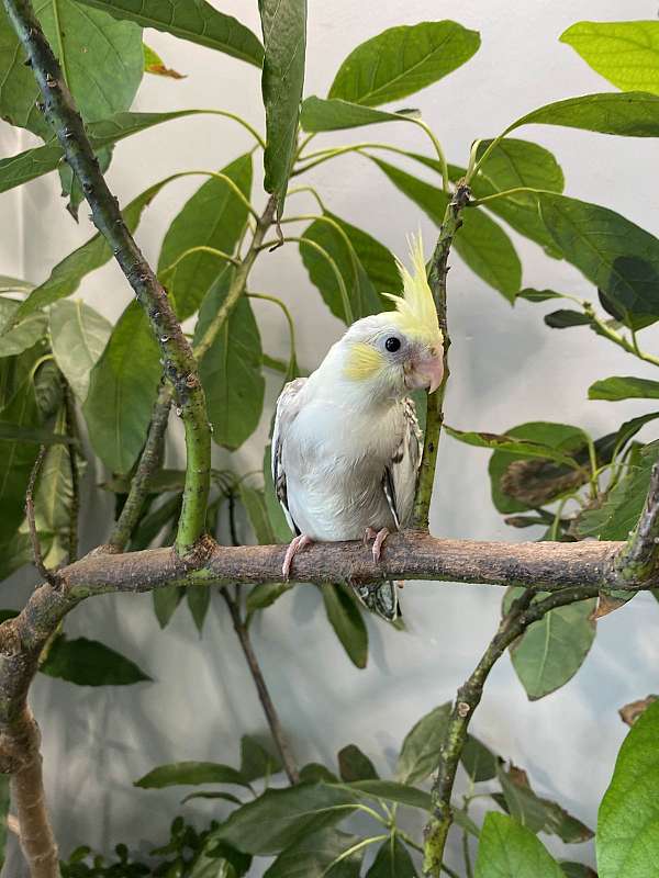 yellow-bird-for-sale-in-queens-ny