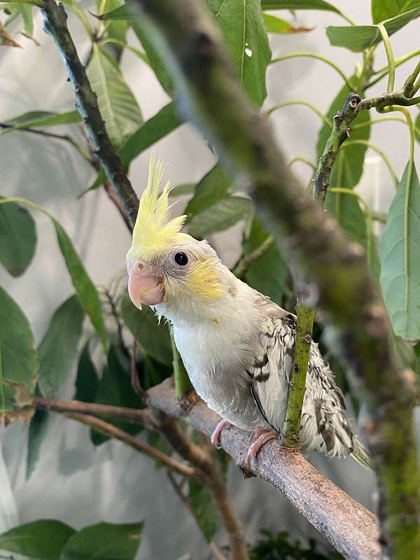 cute-bird-for-sale-in-queens-ny