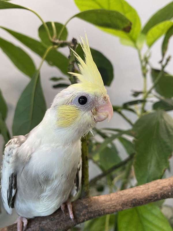 exotic-bird-for-sale-in-queens-ny