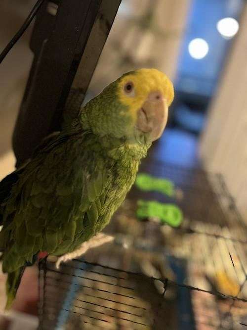 double-yellow-head-amazon-parrot-for-sale-in-fontana-ca