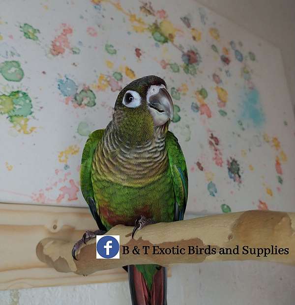 companion-playful-bird-for-sale-in-arlington-tx