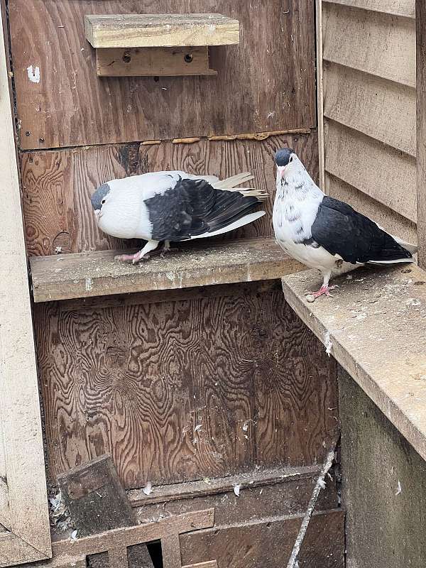 pigeon-for-sale
