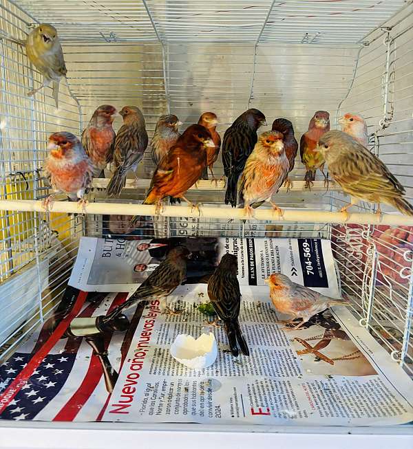 male-brown-red-bird-for-sale