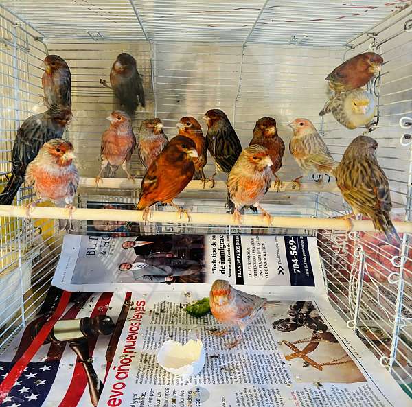 young-brown-red-bird-for-sale