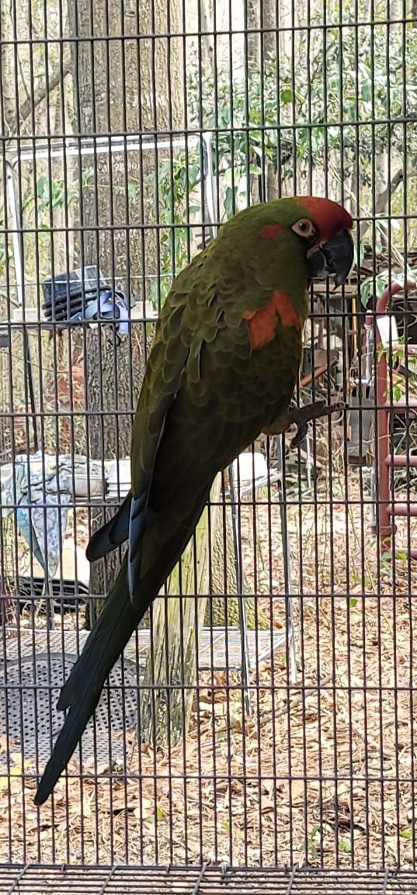 macaw-for-sale-in-marion-sc