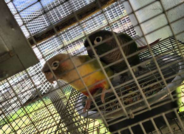 conure-for-sale-in-marion-sc