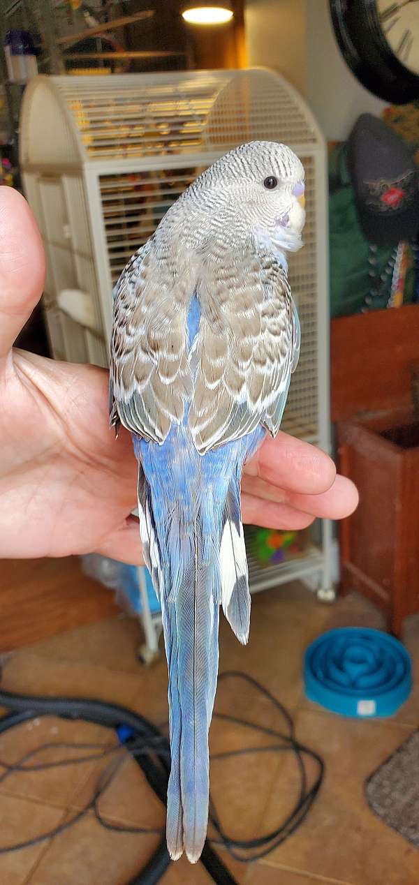small-budgerigar-parakeet-for-sale