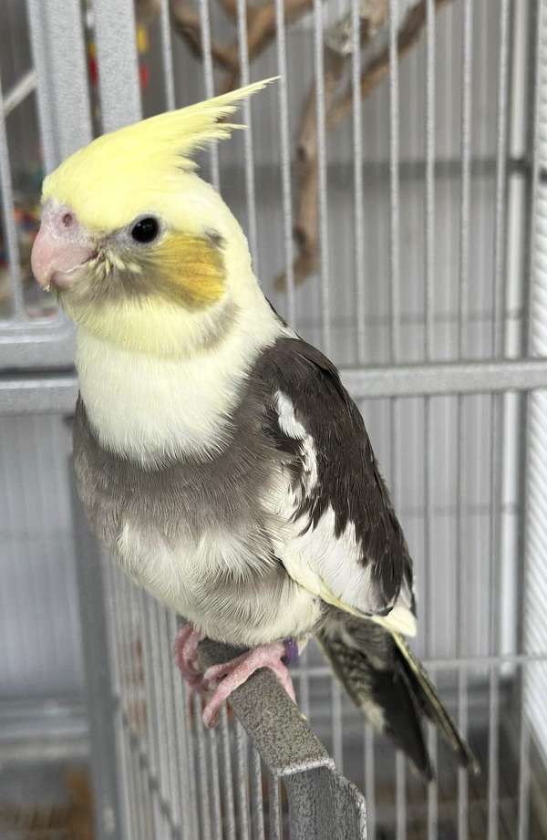 pied-yellow-bird-for-sale-in-cordova-tn