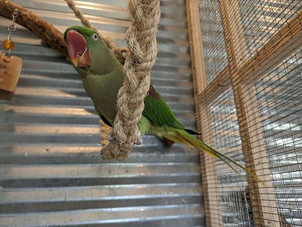 parakeet-for-sale-in-springfield-il