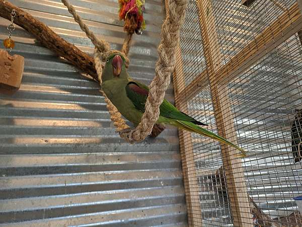 green-bird-for-sale-in-springfield-il