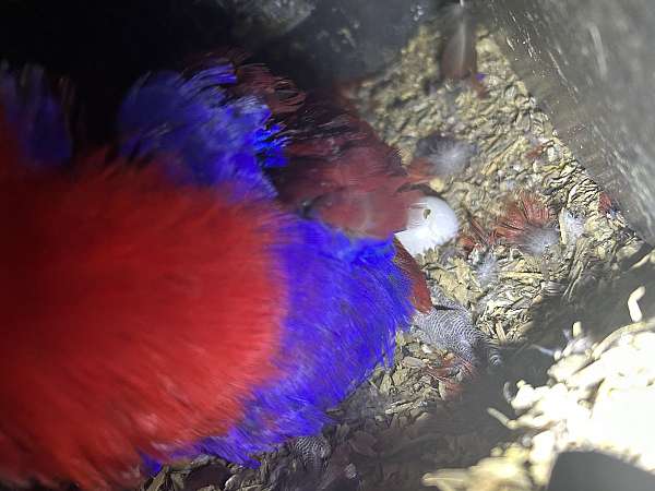eclectus-parrots-parrot-for-sale-in-crosby-tx