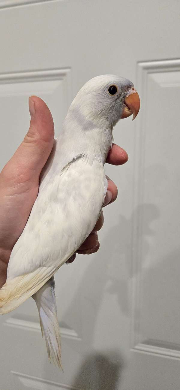 ringneck-parakeet-for-sale