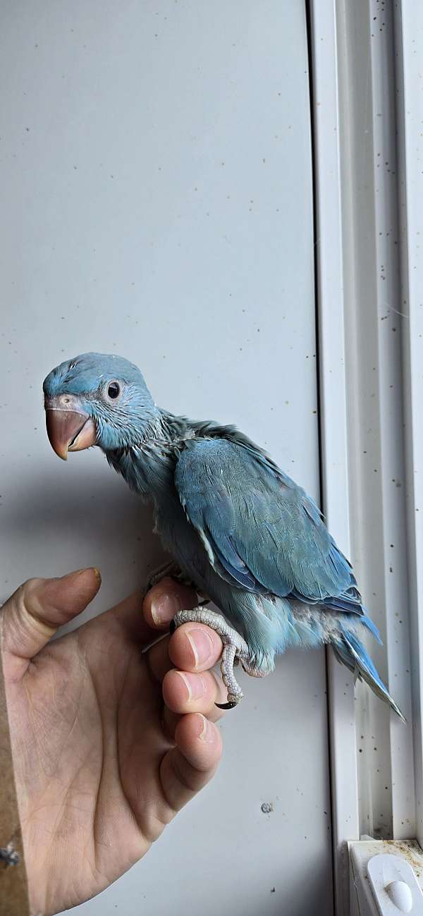 ringneck-parakeet-for-sale