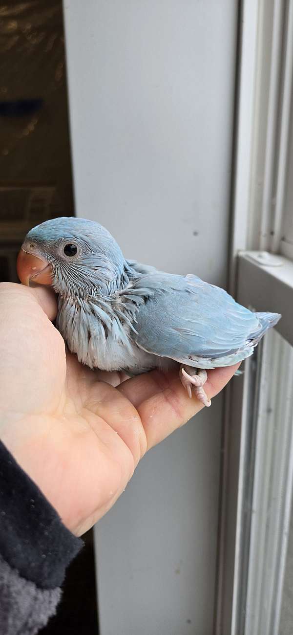 ringneck-parakeet-for-sale