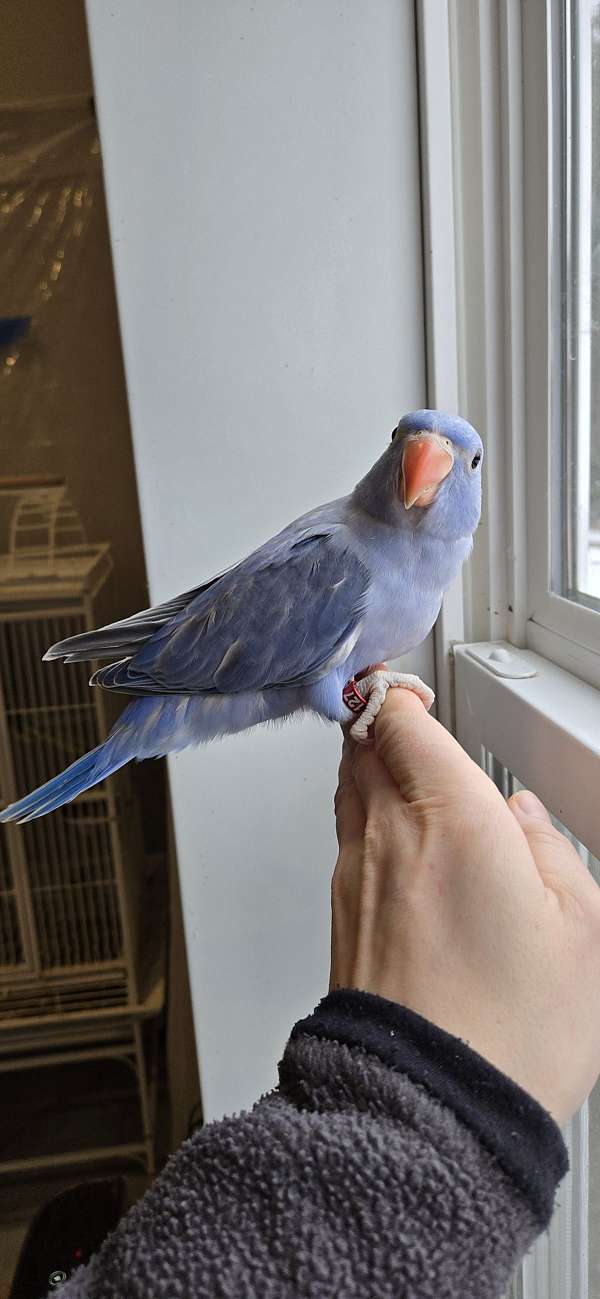 baby-ringneck-parakeet-for-sale