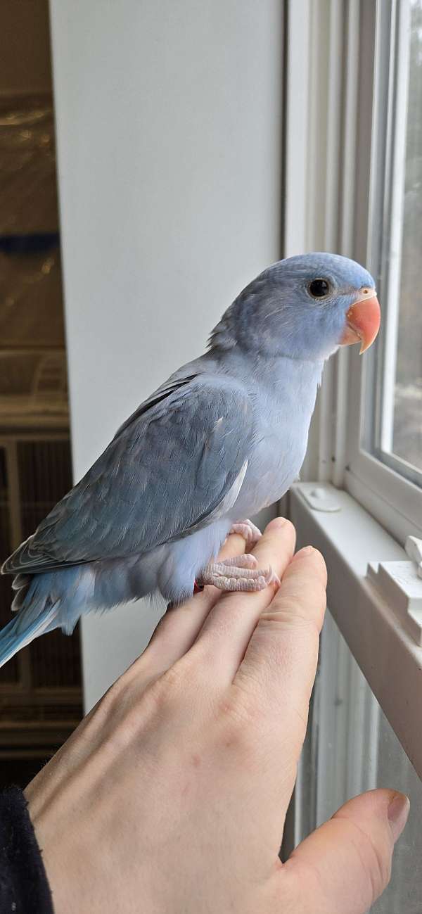 ringneck-parakeet-for-sale-in-eau-claire-wi