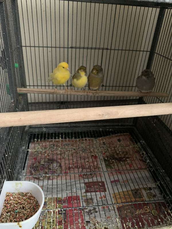 canary-for-sale