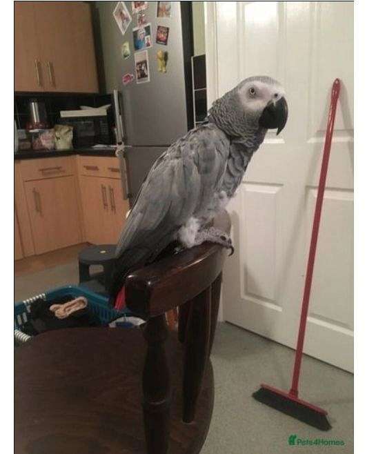 african-grey-parrot-for-sale-in-kill-devil-hills-nc