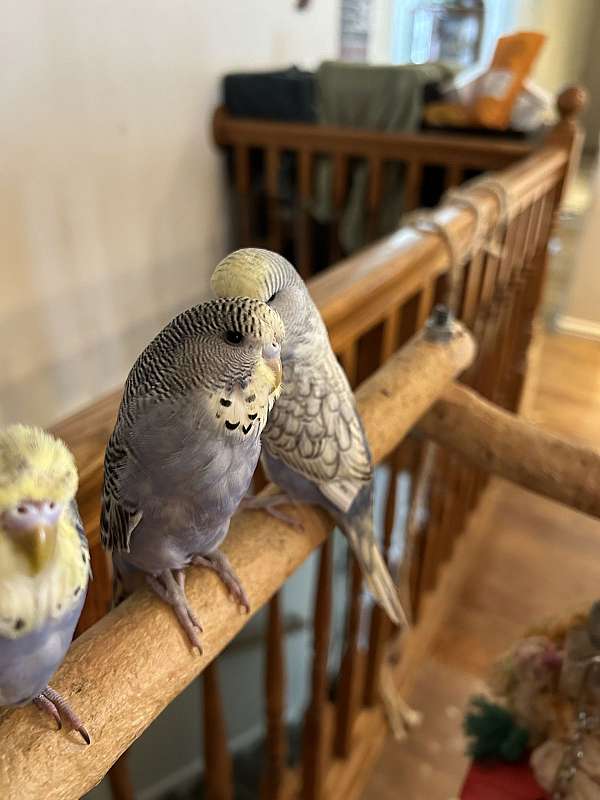 baby-budgerigar-parakeet-for-sale