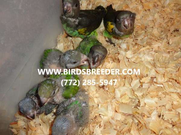 senegal-poicephalus-parrots-for-sale