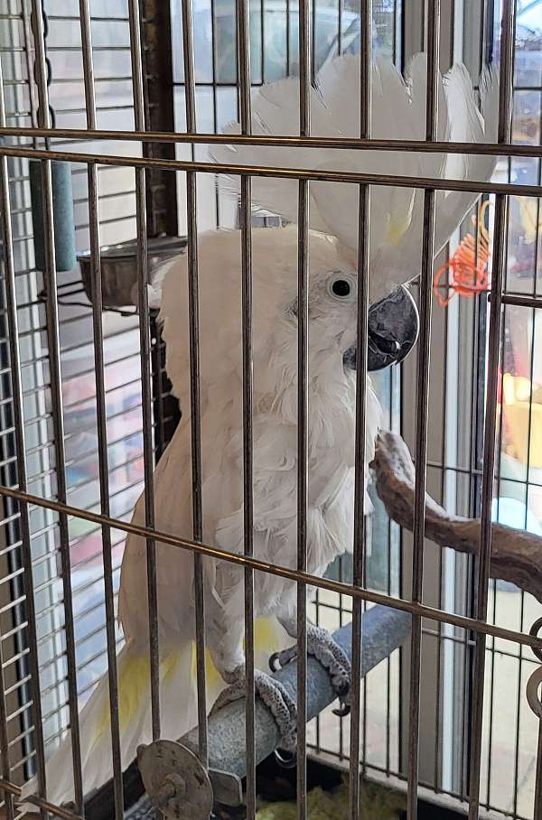 umbrella-cockatoo-for-sale-in-greenwood-in