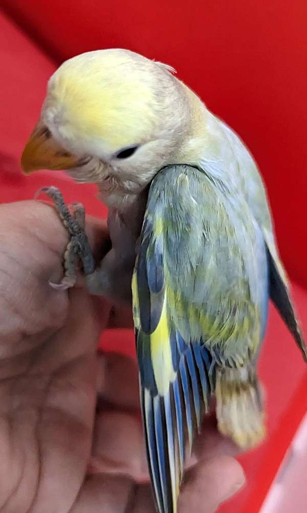 blue-yellow-bird-for-sale-in-limerick-pa