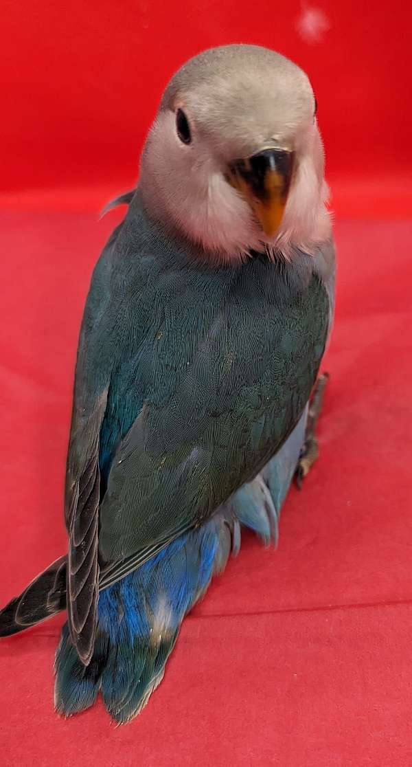 cute-bird-for-sale-in-limerick-pa