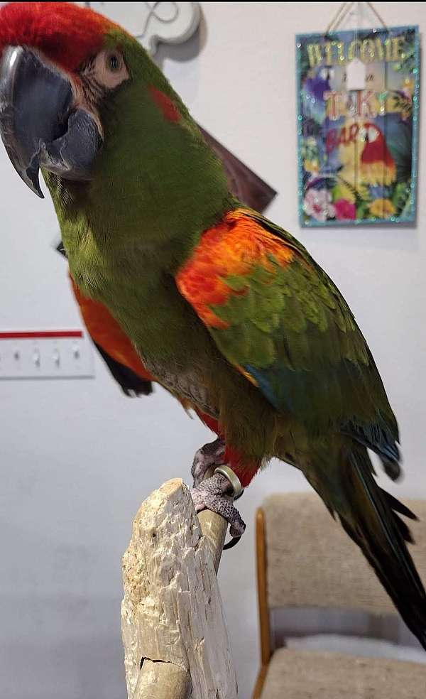 red-front-macaw-for-sale-in-joplin-mo