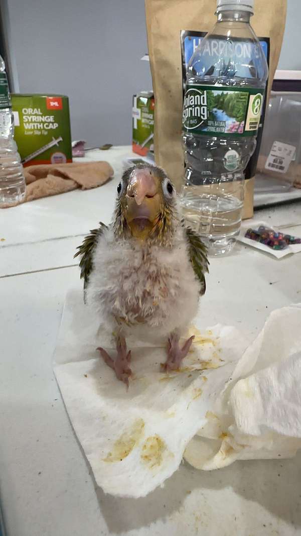 green-cheek-conure-for-sale-in-south-windsor-ct