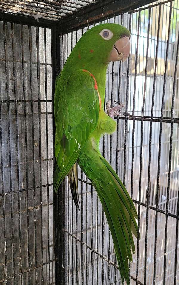 white-eyed-conure-for-sale-in-dade-city-fl