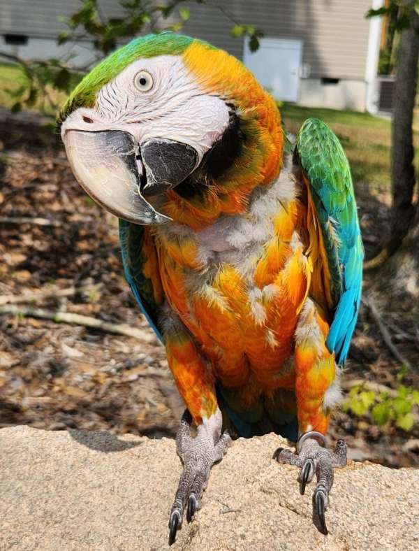 macaw-for-sale-in-youngsville-nc