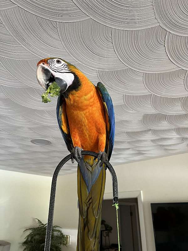 hybrid-macaw-for-sale-in-sarasota-fl