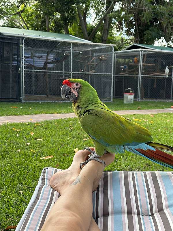 military-macaw-for-sale-in-sarasota-fl